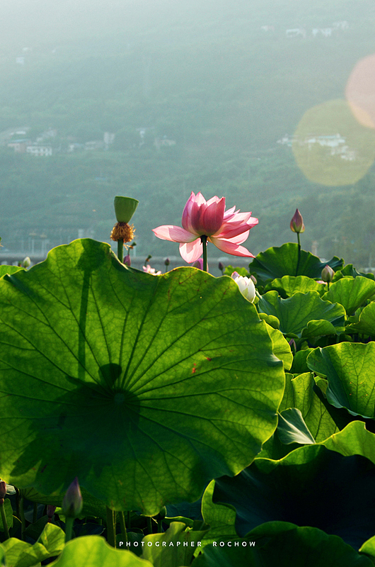 又是荷花浪漫时（图ZODI0MjM5NzY=） - 风光摄影 - 站酷设计师罗小乔_Rochow原创素材 - 站酷ZCOOL