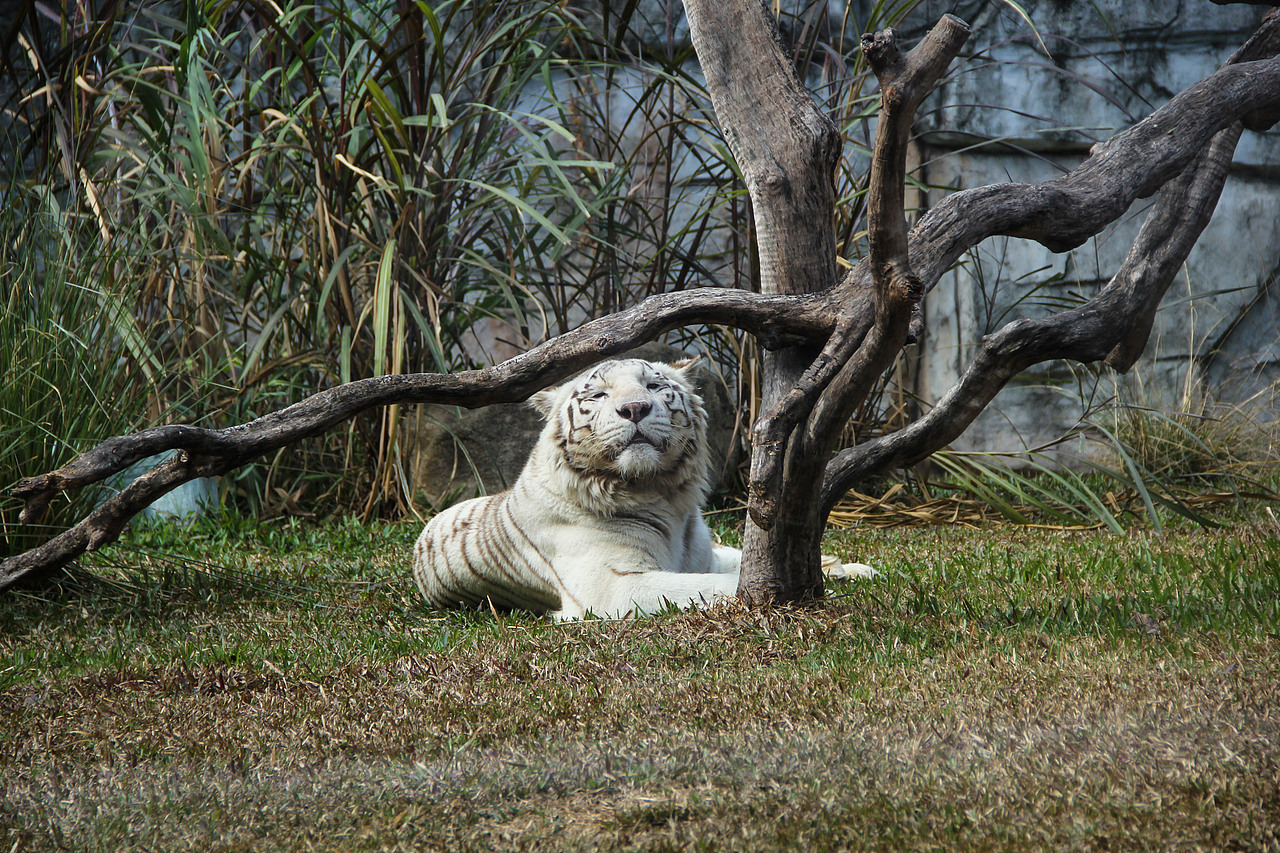 万物可爱（图ZMTk5OTY3NTE2） - 宠物摄影 - 站酷设计师小红帽JN原创素材 - 站酷ZCOOL