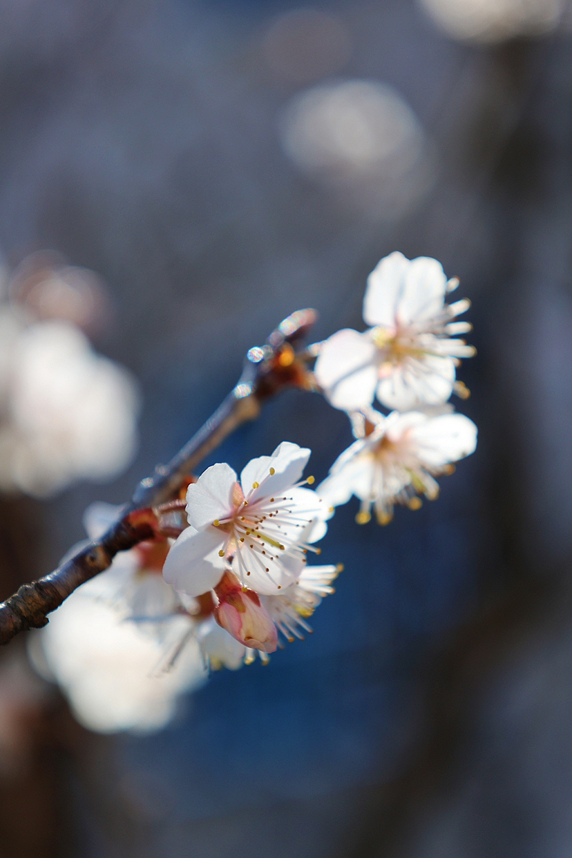 攝影.春日櫻桃花開（圖ZMzMyMjEwNzg0） - 風(fēng)光攝影 - 站酷設(shè)計(jì)師海天旖原創(chuàng)素材 - 站酷ZCOOL