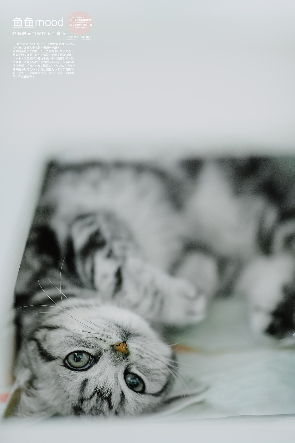 遇见小王子（图ZMTA1Mjk5Njcy） - 宠物摄影 - 站酷设计师鱼鱼Mood原创素材 - 站酷ZCOOL