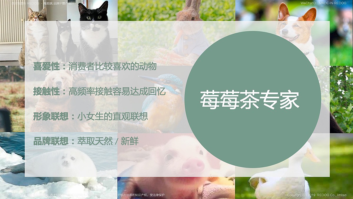 赤犬在结合次元形象创作榜单以及受众喜爱等标签首先筛选了一批形象,包括猫狗兔猪熊鸭鸟等等…,但是结合到莓超疯品牌状态,我们可以从四个维度考究:1-喜爱度;2-接触性;3-形象联想;4-品牌联想等,综上多维考究,赤犬最终推荐莓超疯品牌IP的角色原型为“兔子”;