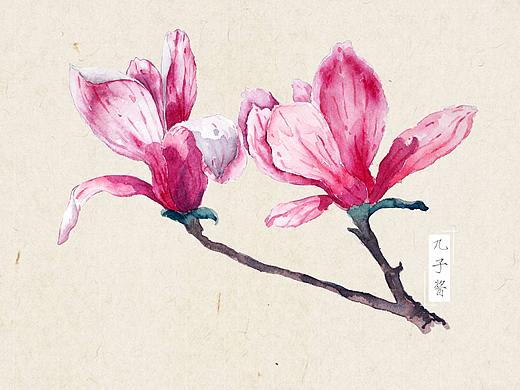 [练习图] 水彩 那些花儿 | 九子酱
