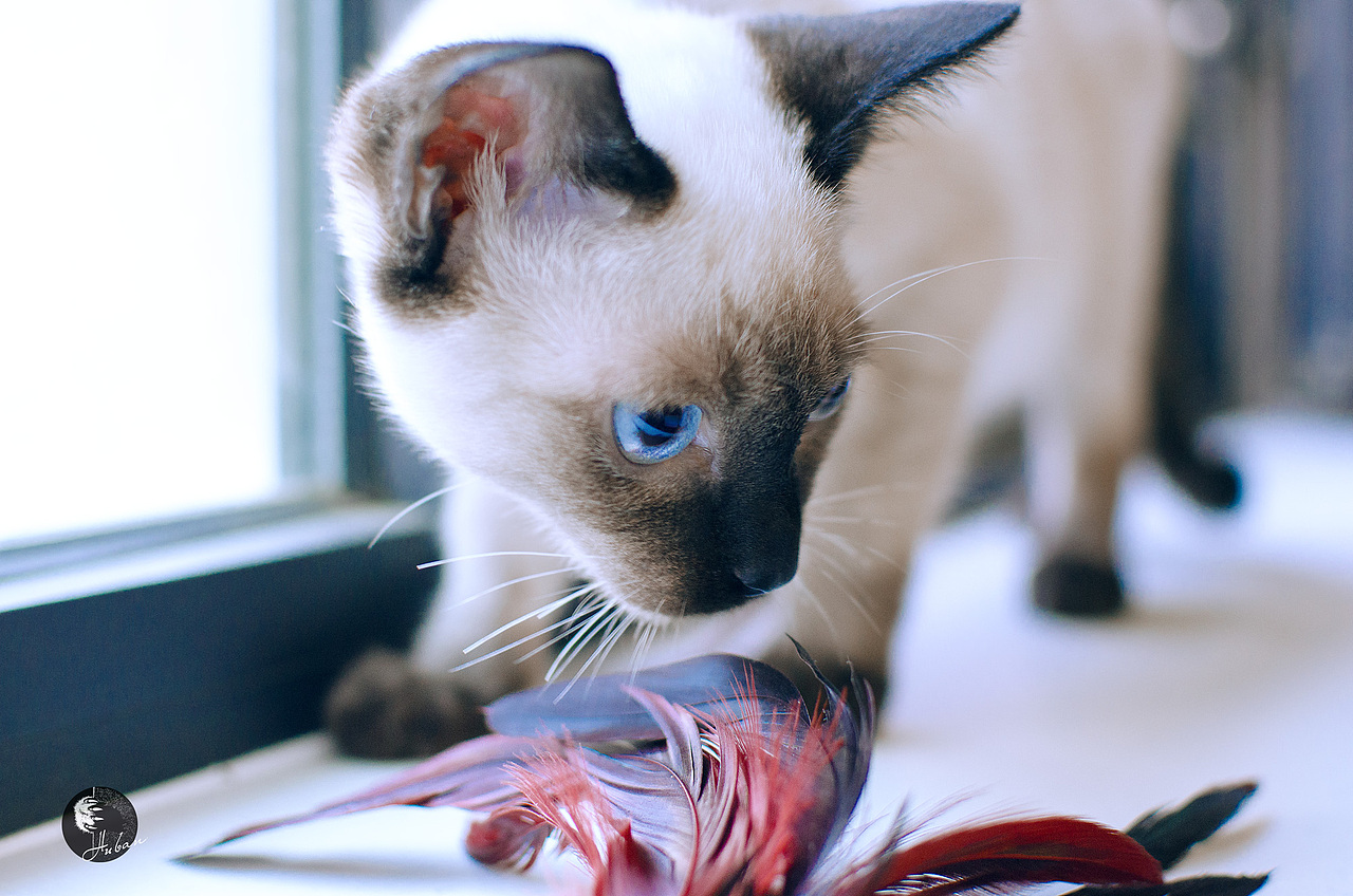 003-拍够100只猫/暹罗猫