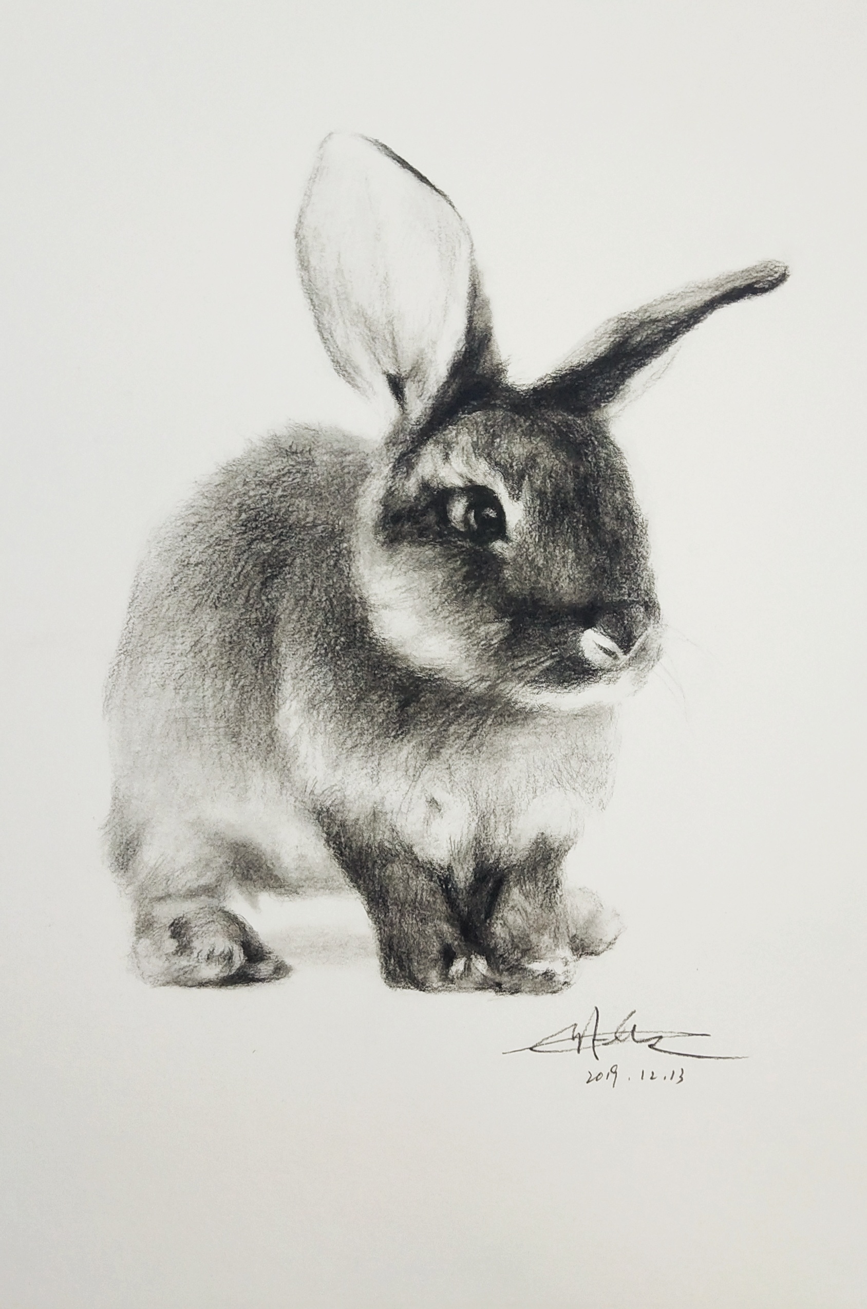 素描小兔子简单图片