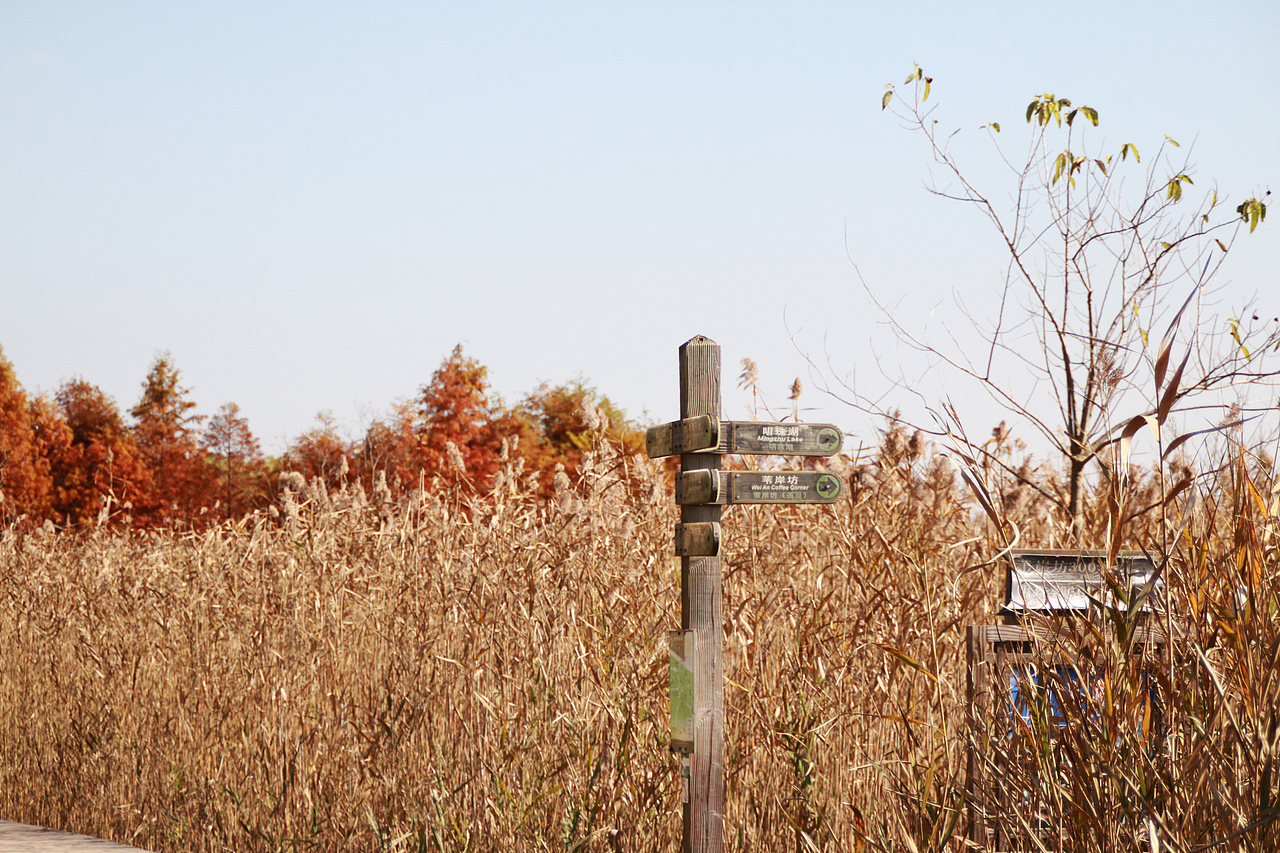 崇明西沙湿地（图ZNjUyODAzMDg=） - 风光摄影 - 站酷设计师1174337661原创素材 - 站酷ZCOOL