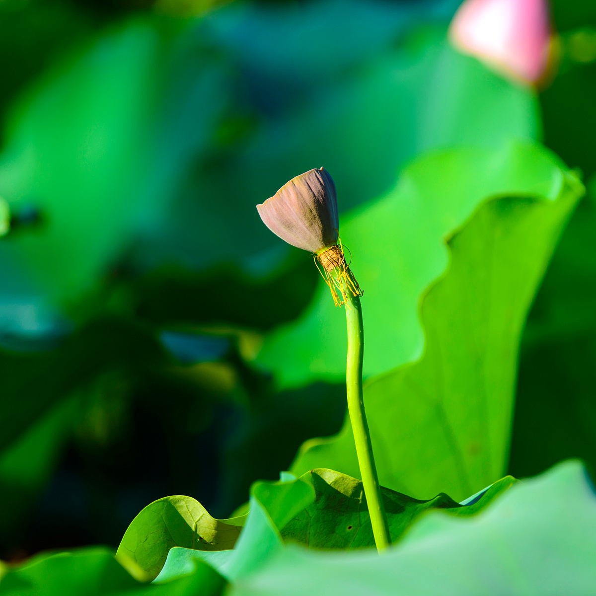 荷花與青花瓷器擺件（圖ZNTgyMTMyMjA=） - 產(chǎn)品攝影 - 站酷設(shè)計(jì)師紫夢(mèng)云纖原創(chuàng)素材 - 站酷ZCOOL