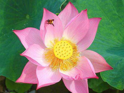 出水芙蓉