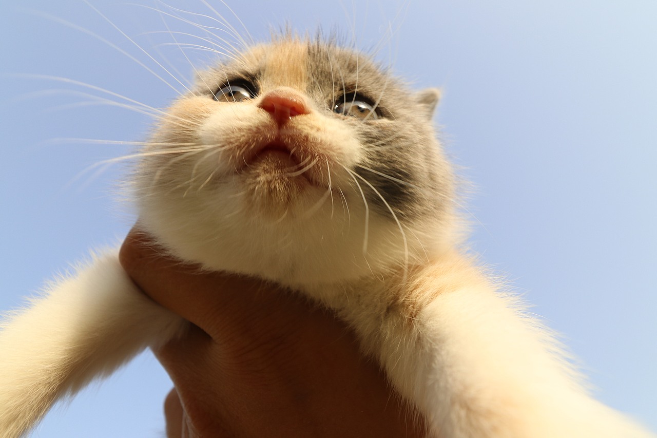 903英短三花-母-五粉 沐米猫舍  英短三花