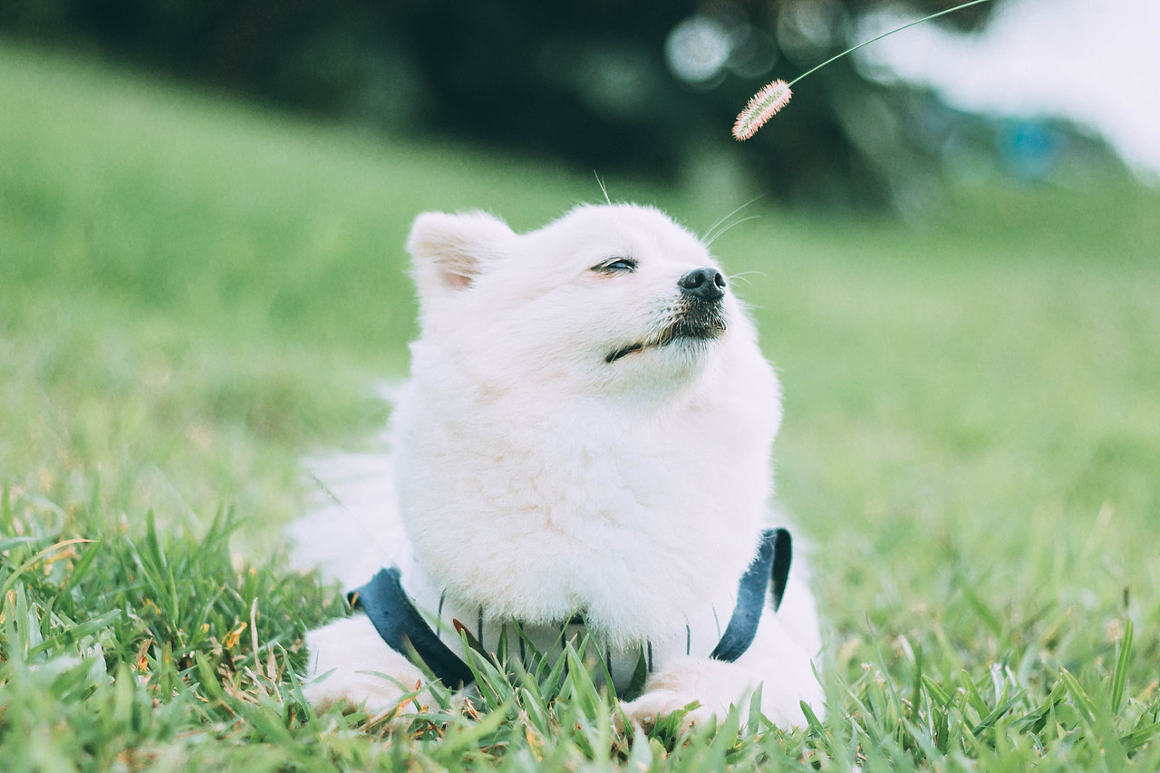 细嗅野草的滚滚