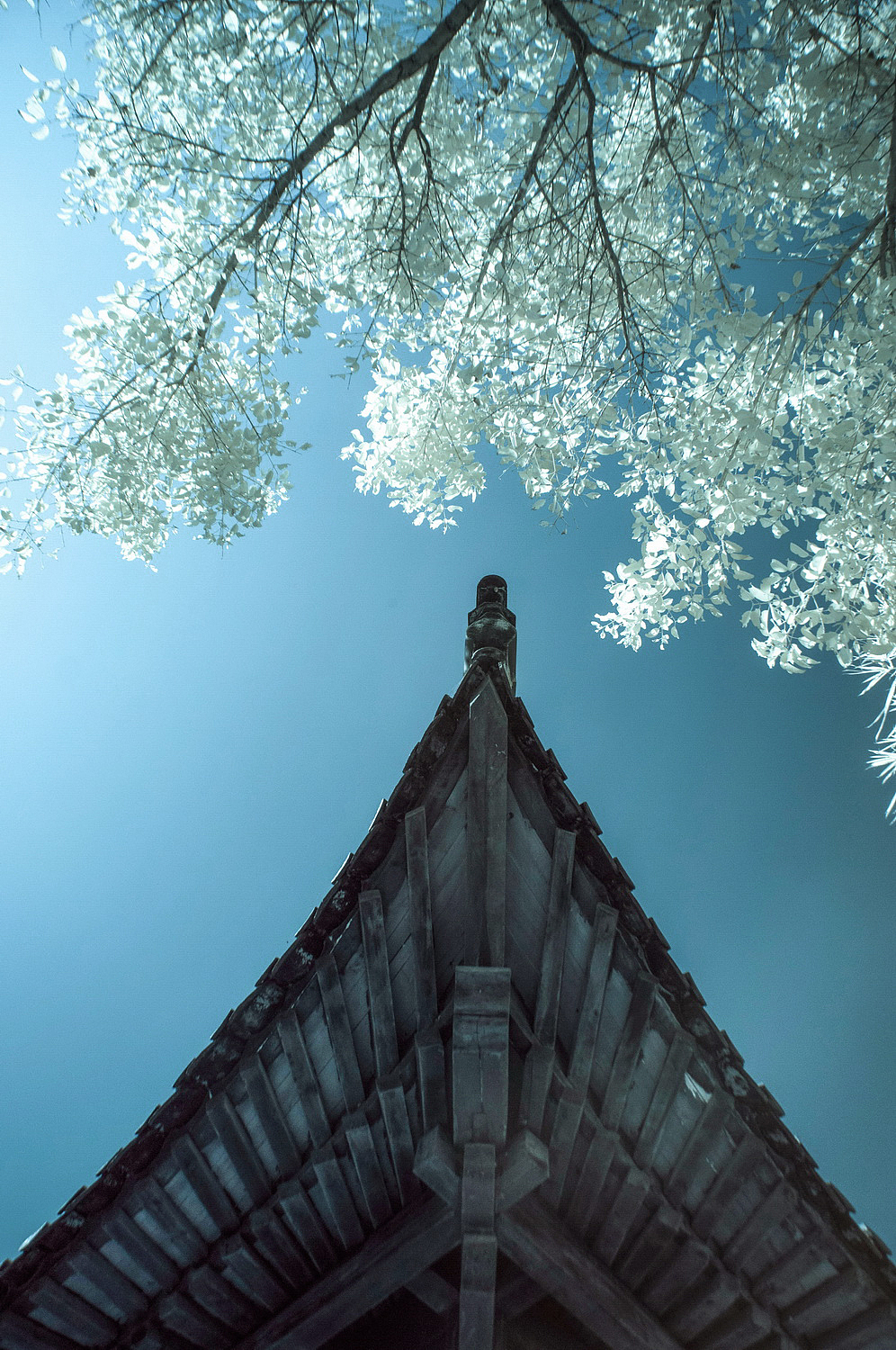 假如深圳下雪了