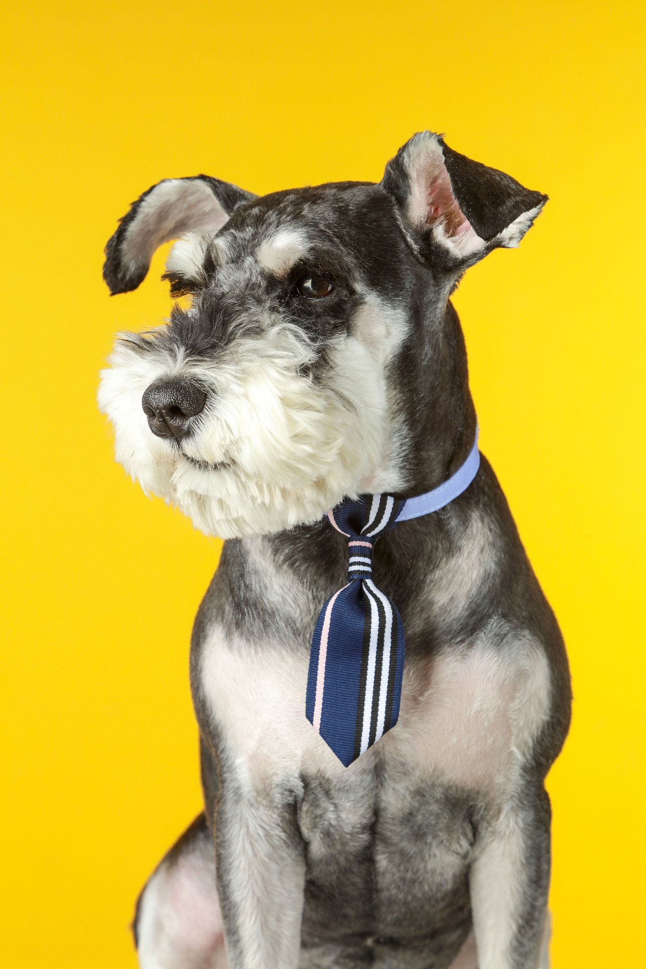 一只又叫糖豆的火鍋（圖ZMTE0MTM4ODA0） - 寵物攝影 - 站酷設計師李屹倬原創(chuàng)素材 - 站酷ZCOOL