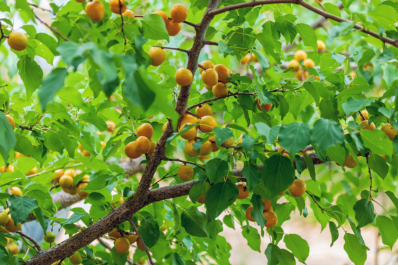 橙色的库车白杏.