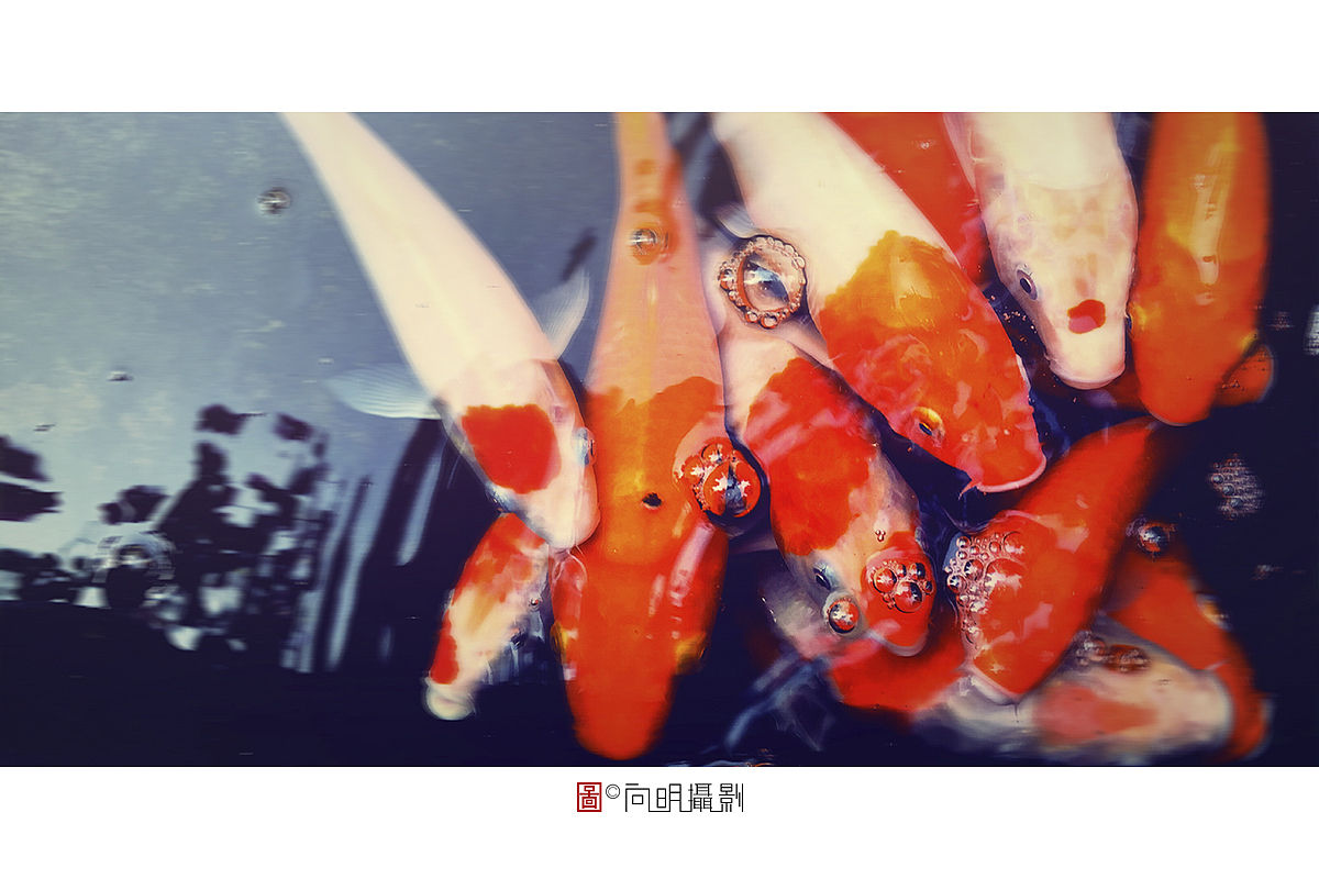 手机随拍。（图ZMTY2NTc0MDgw） - 风光摄影 - 站酷设计师o大象叔叔o原创素材 - 站酷ZCOOL