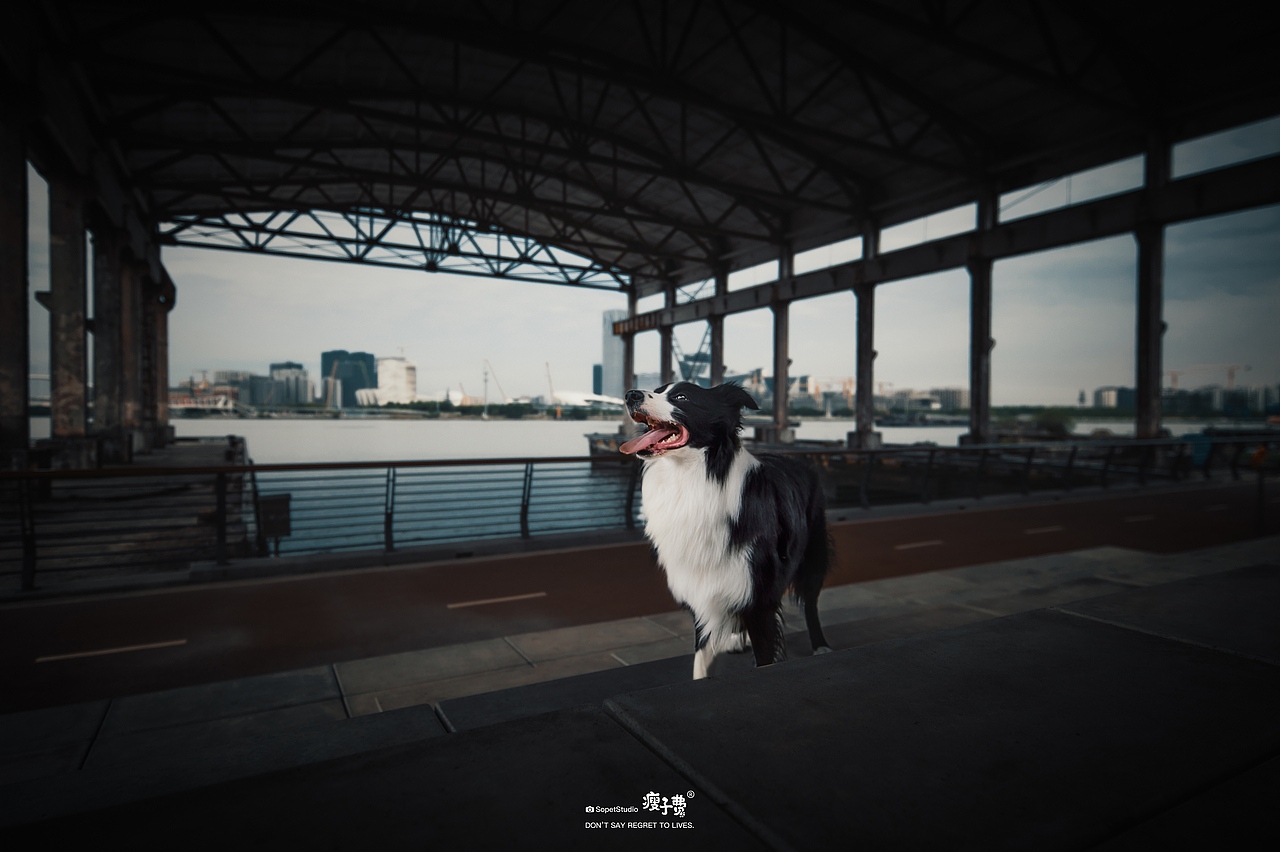 边牧喏喏（图ZMjY4MTc5Mjg4） - 宠物摄影 - 站酷设计师宠物摄影师瘦子费原创素材 - 站酷ZCOOL