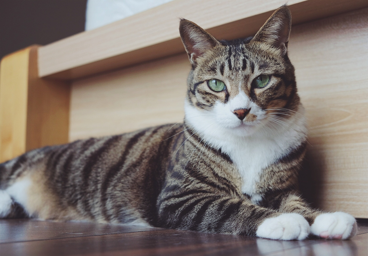 被收编的中二流浪猫两只