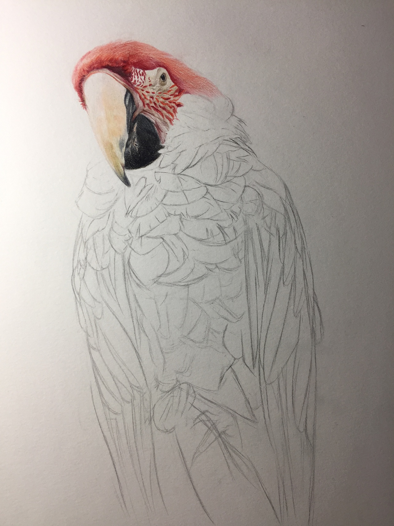 彩铅画动物之《华丽的鹦鹉》
