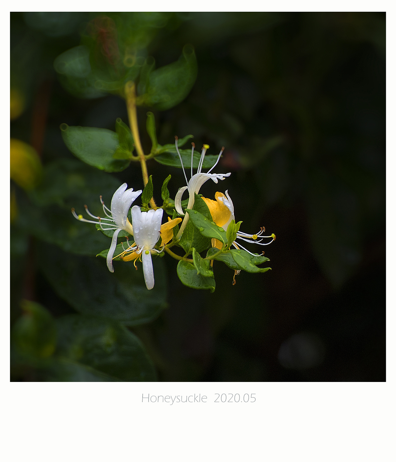 【幽幽淡香金银花】 - 原创作品 - 站酷(zcool)