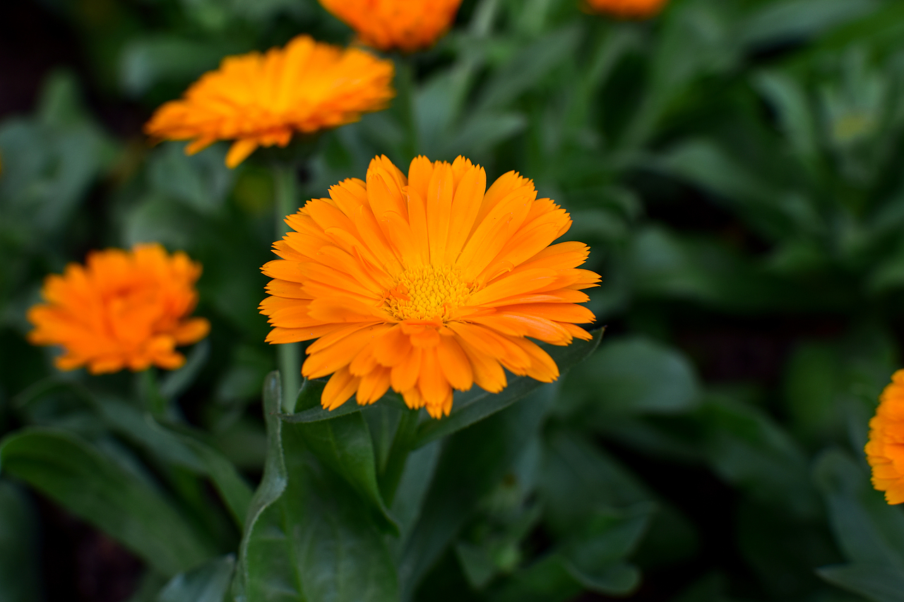 生活杂图（图ZMTQwOTMxMDMy） - 其他摄影 - 站酷设计师DuckL原创素材 - 站酷ZCOOL