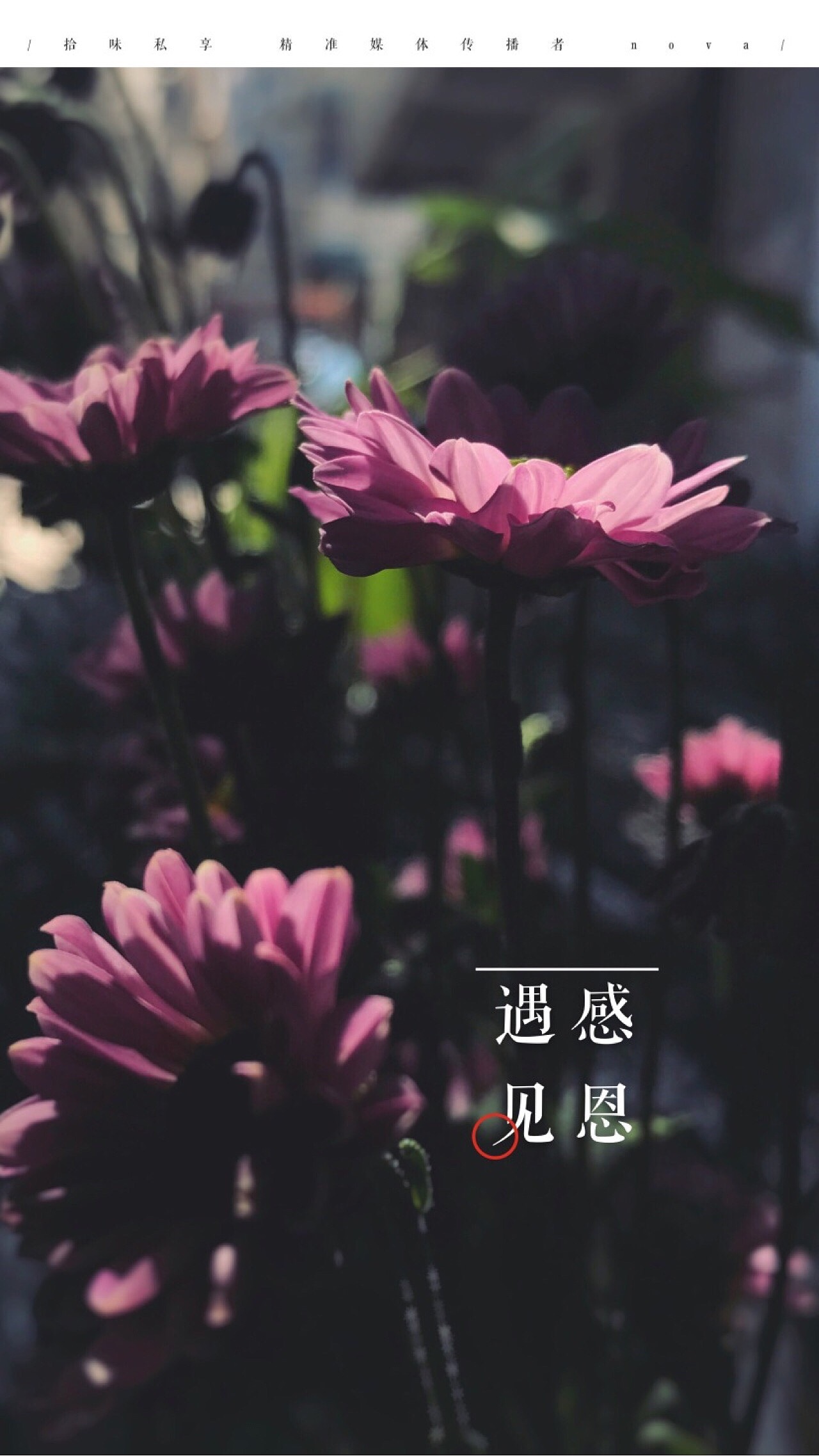 nove（图ZMTA1ODYxODg4） - 人文/纪实摄影 - 站酷设计师玄宗ゼ快樂原创素材 - 站酷ZCOOL