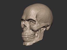 头骨与头部肌肉