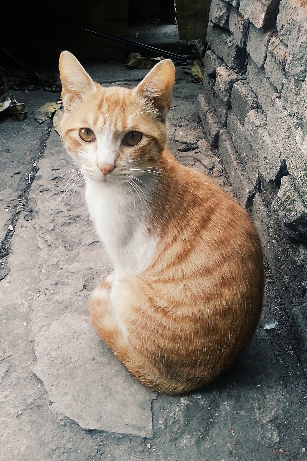 爷爷家的小黄喵