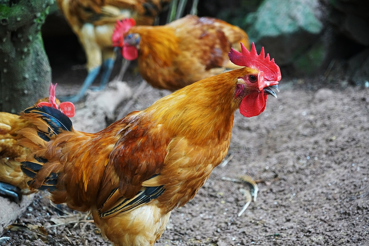 野野生生鸡鸡地地摄摄摄影 - 原创作品 - 站酷(zcool)