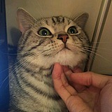 心插柳的头像
