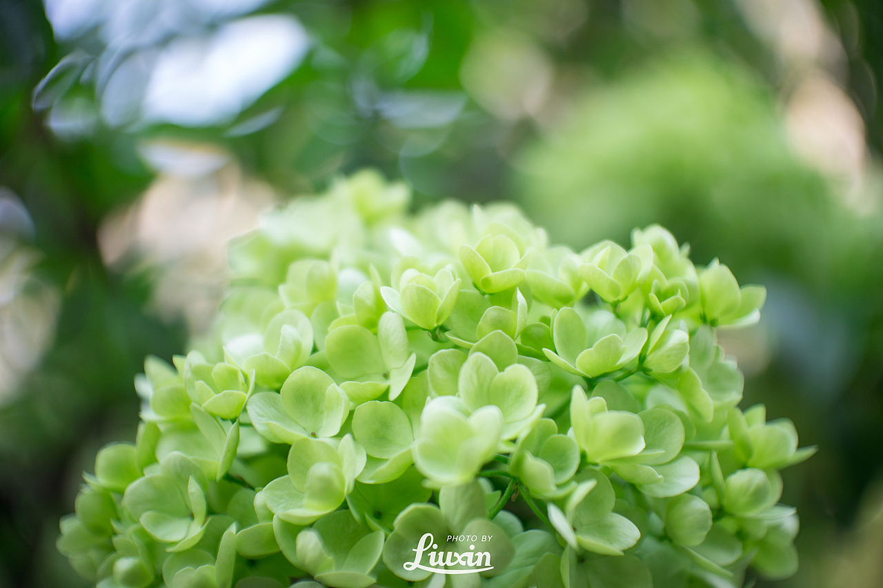 人间四月天（图ZMjYyODg5OTI=） - 风光摄影 - 站酷设计师浮沉流星原创素材 - 站酷ZCOOL