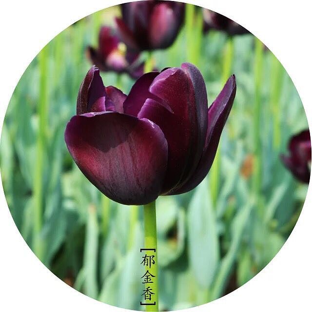 美丽的花儿看的我心花怒放（图ZMzg0NTUzMDg=） - 风光摄影 - 站酷设计师1252204415原创素材 - 站酷ZCOOL