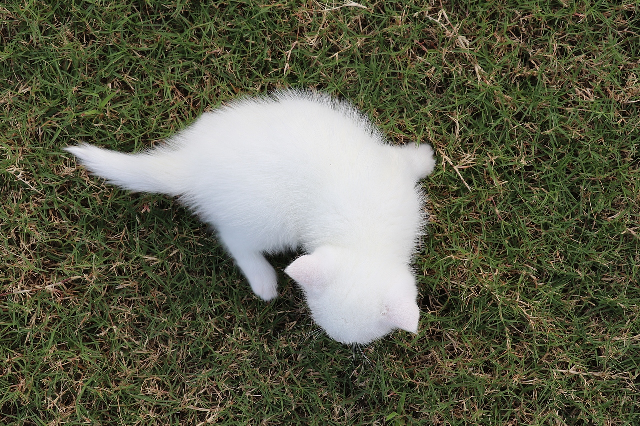 801英短纯白-母-34day565g双血统 纯白英短