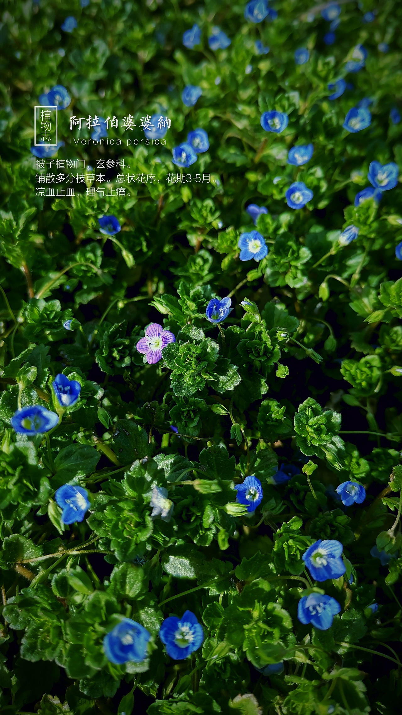 儿时的回忆,花名:阿拉伯婆婆纳