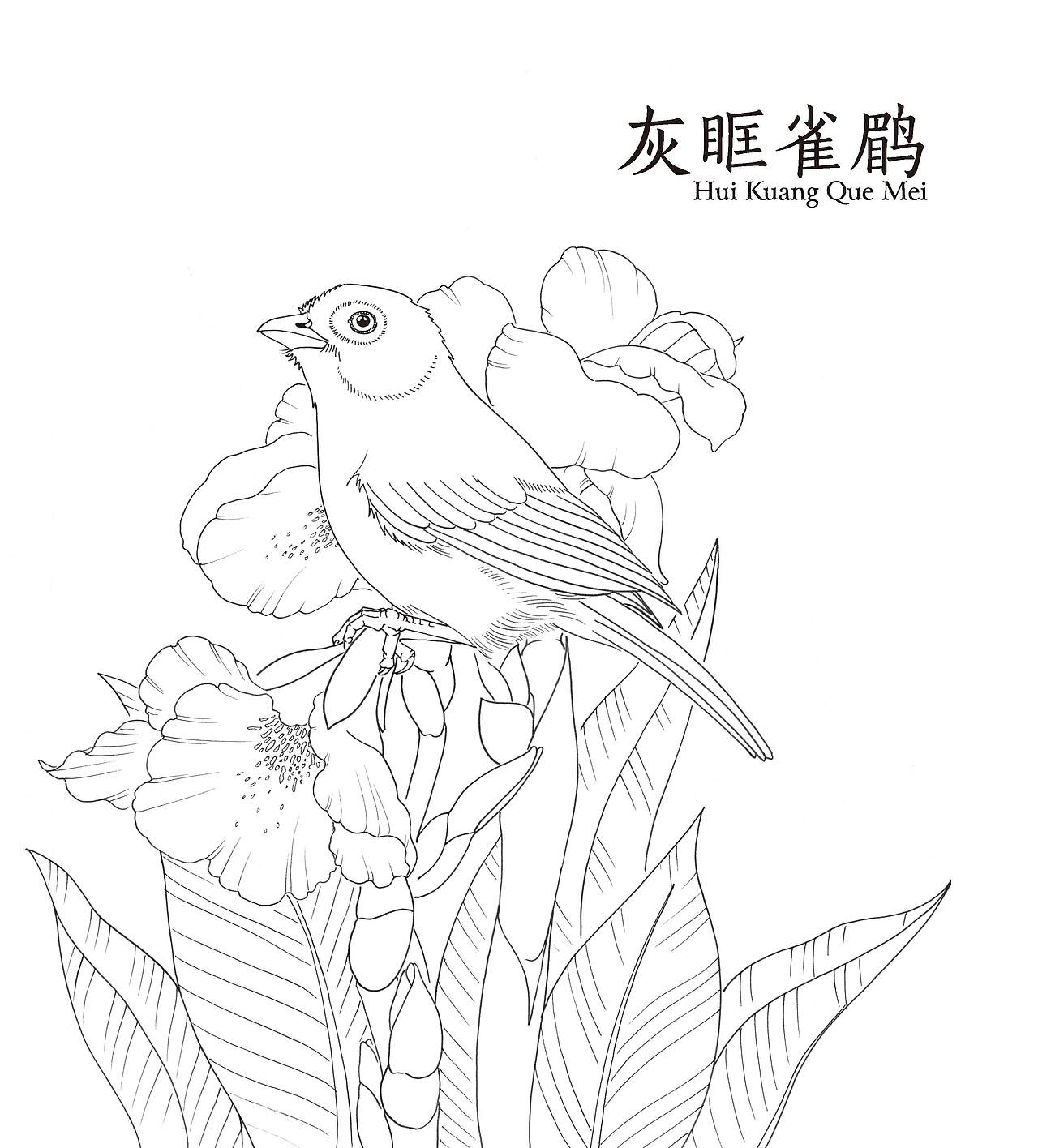 黑白花鸟集花鸟线描100例
