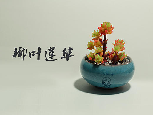 软陶多肉之柳叶莲华