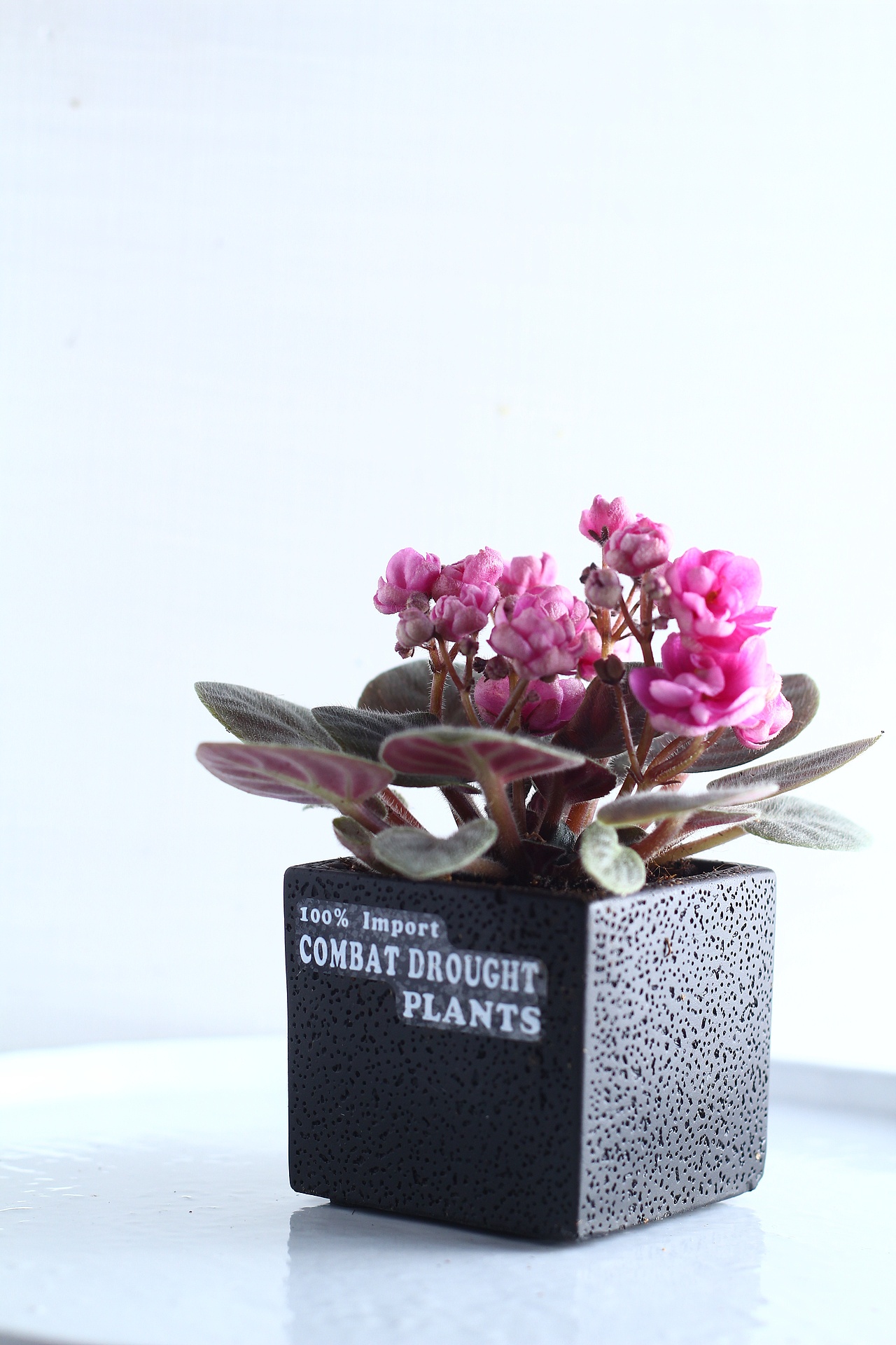 重瓣紫罗兰 黑色英文水泥盆 盆栽 | 绿植摄影