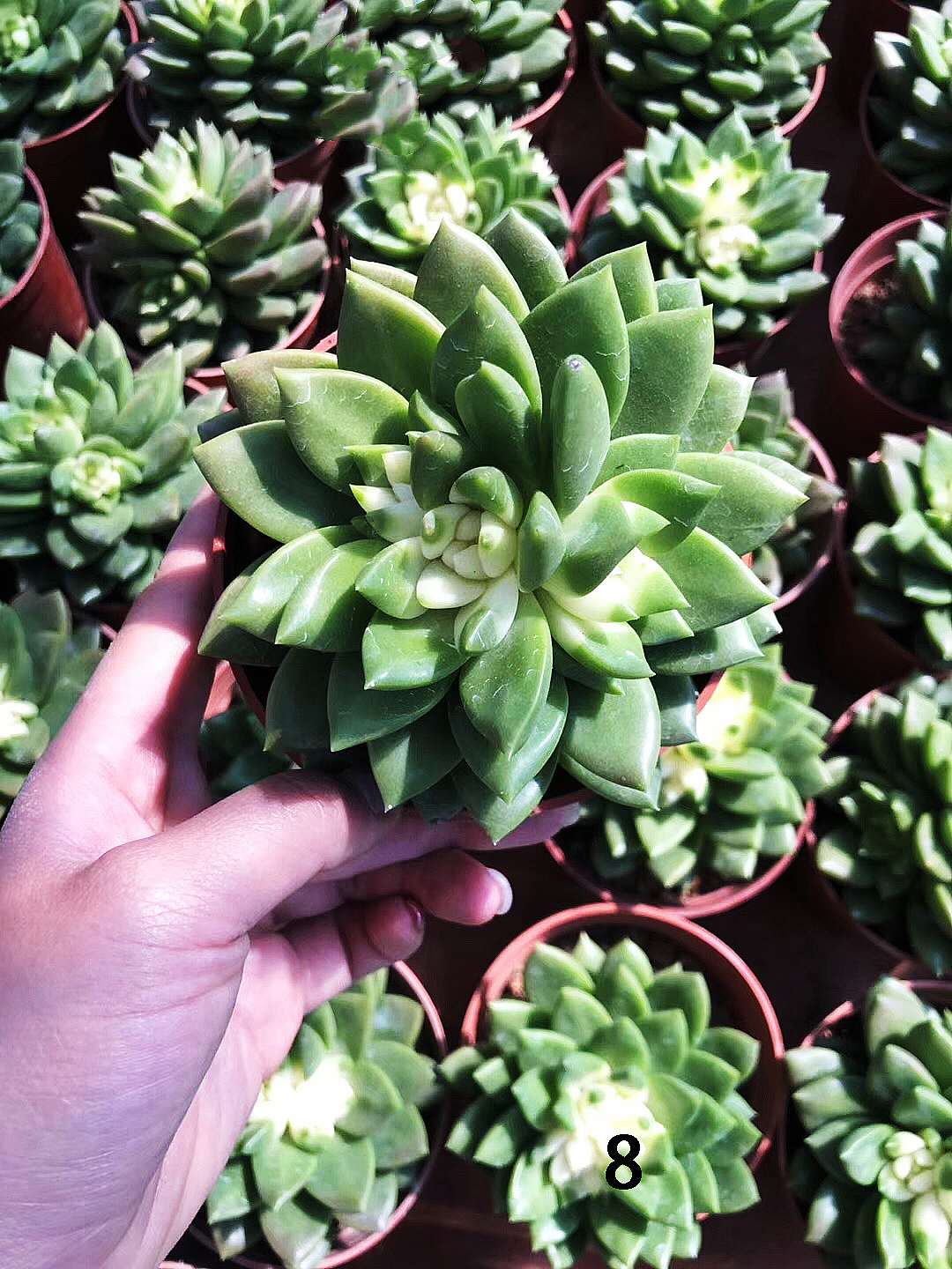 云南东南亚多肉绿植（图ZMTU1NDUxNTA0） - 产品摄影 - 站酷设计师绿植玩家原创素材 - 站酷ZCOOL