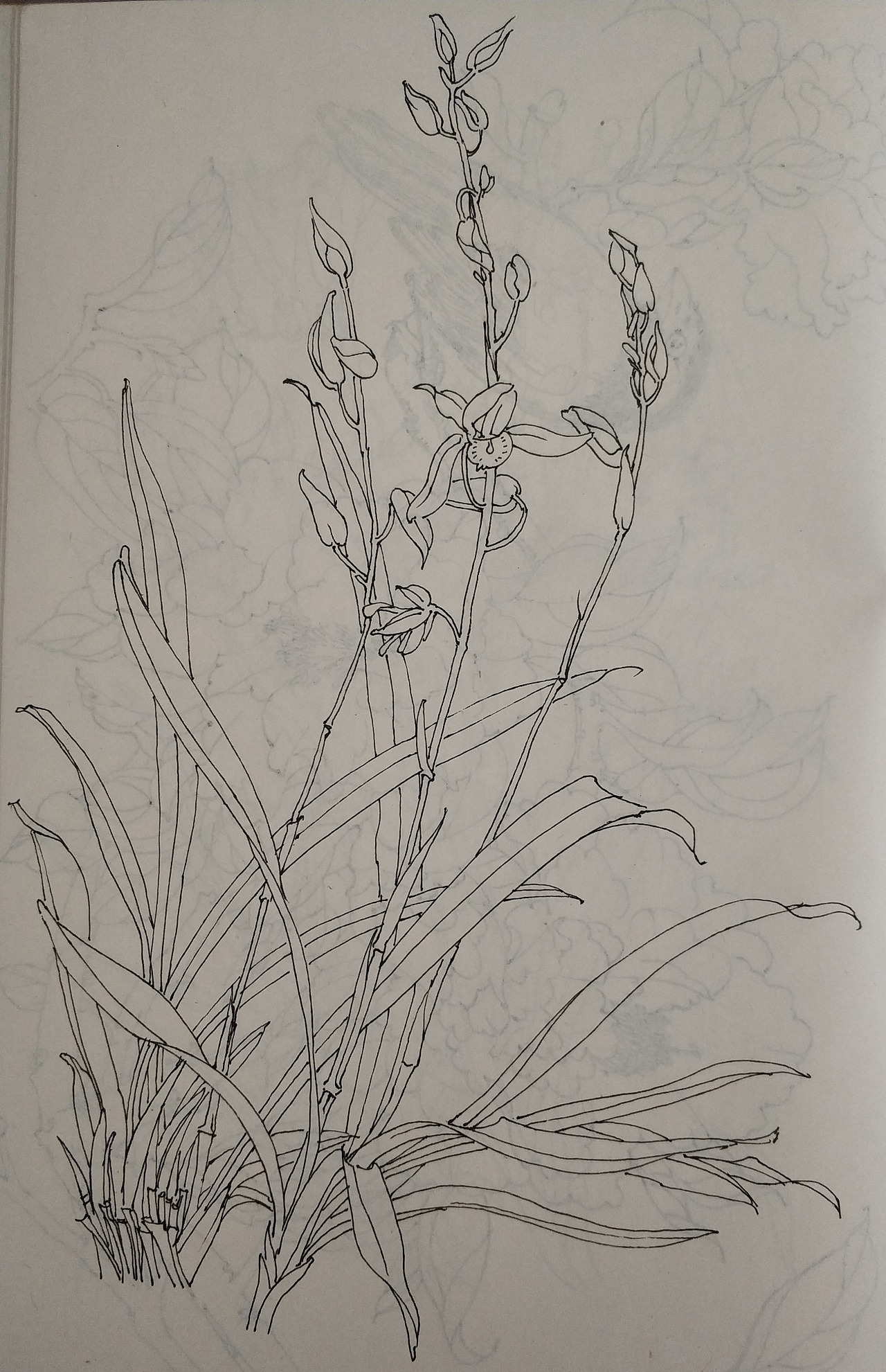 花鸟(写生)手绘小稿