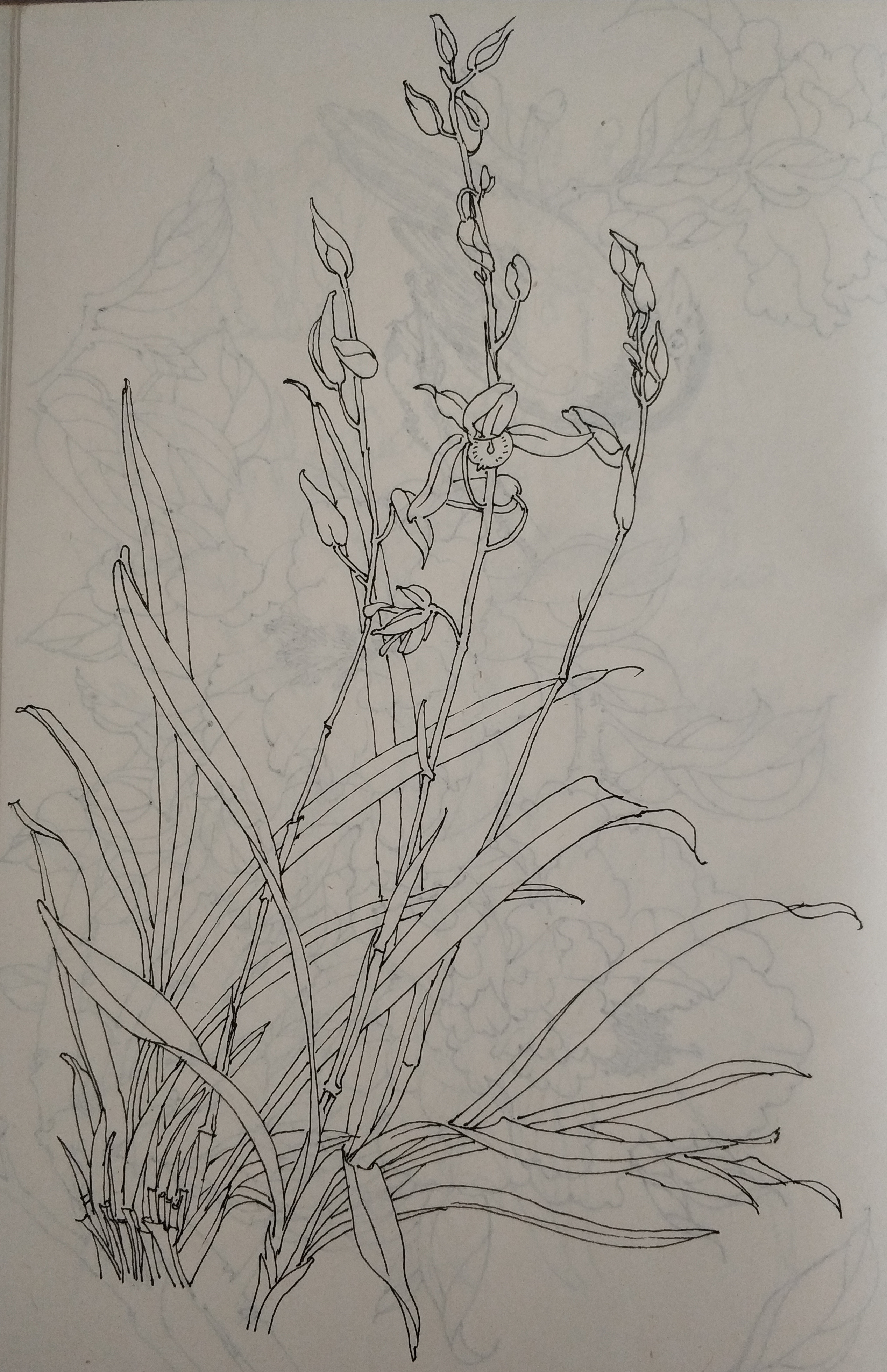 花鸟(写生)手绘小稿