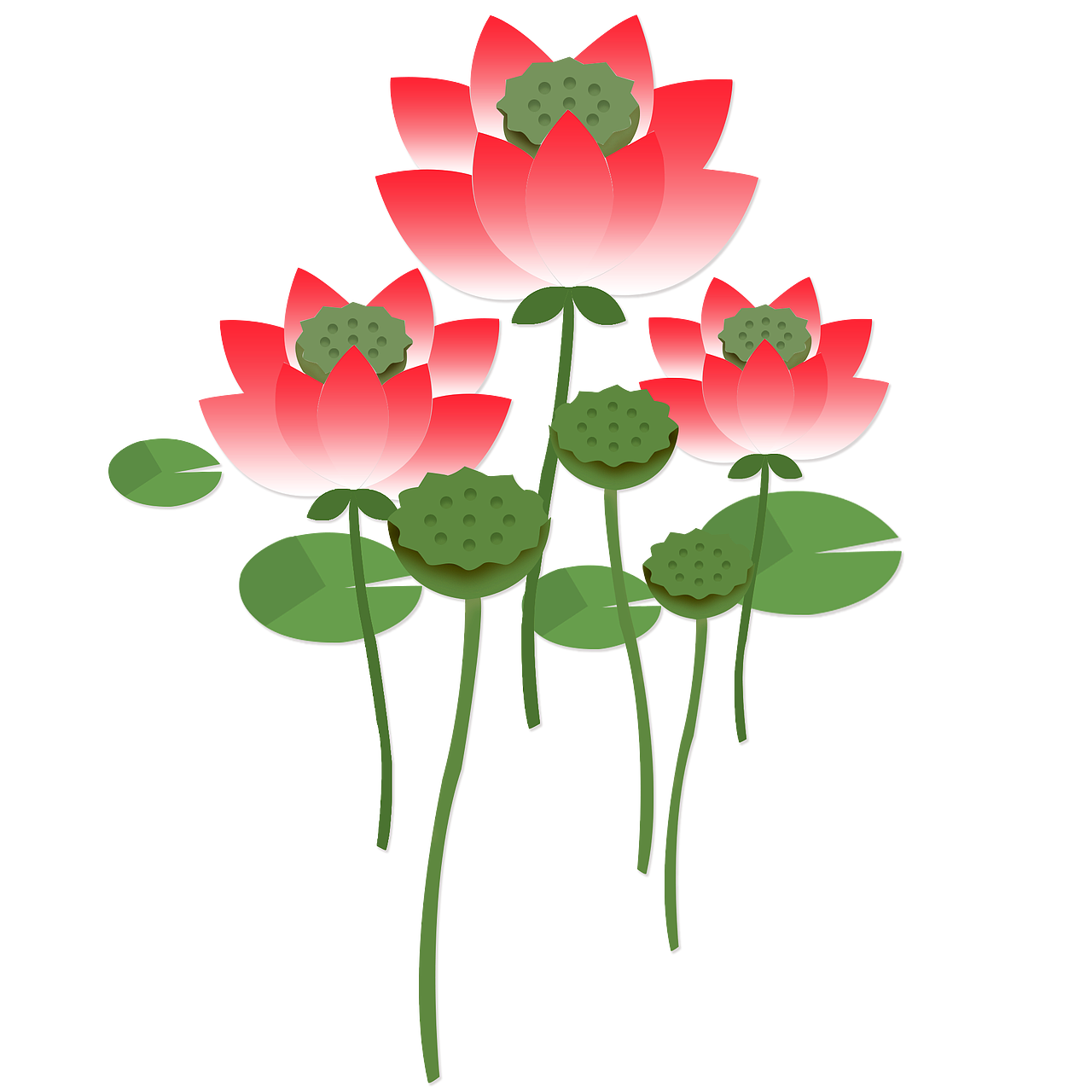 修改之后的荷花