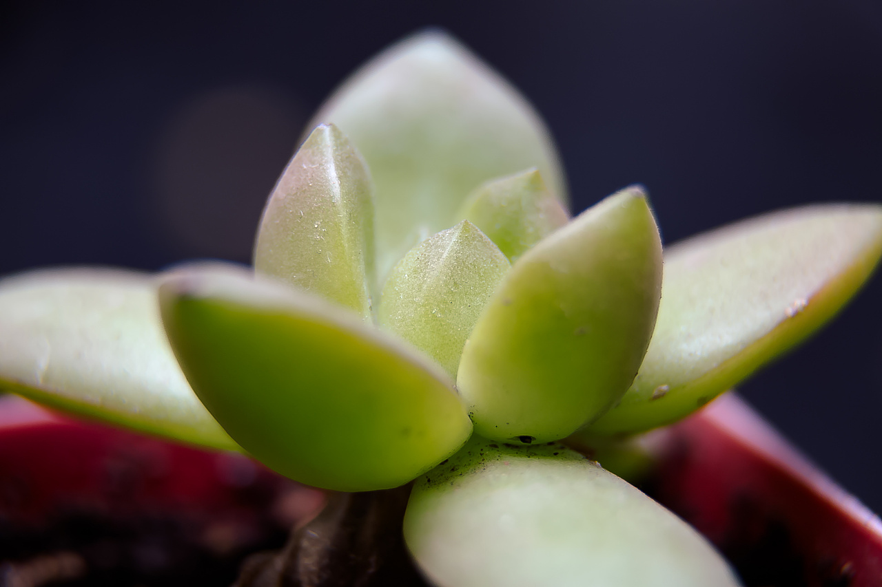 可爱的多肉植物|摄影|产品摄影|咚的一方 - 原创作品 - 站酷 (zcool)