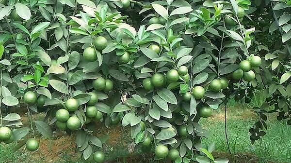 老男人果品青柠檬