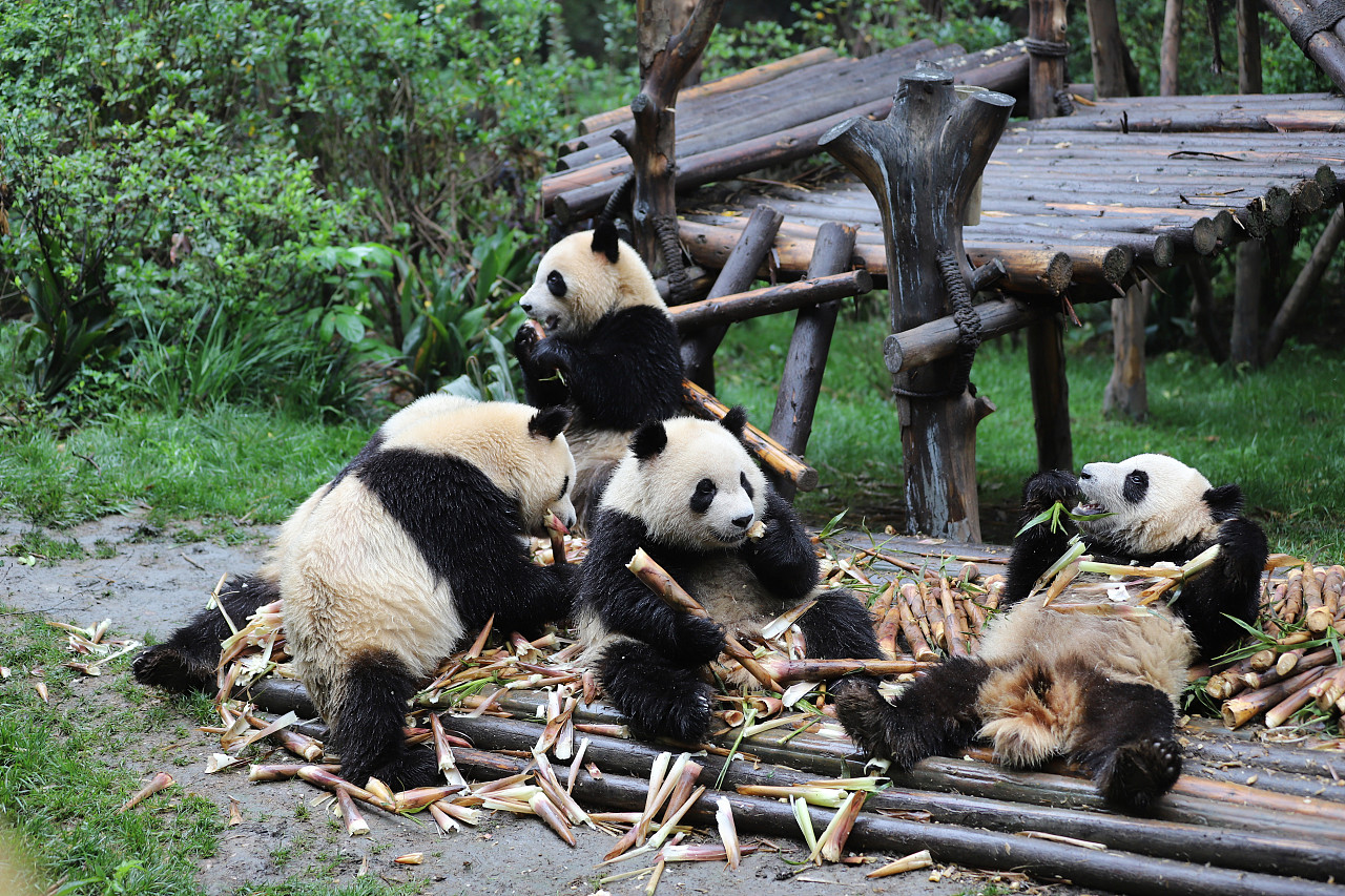 中国三大熊猫保护基地图片