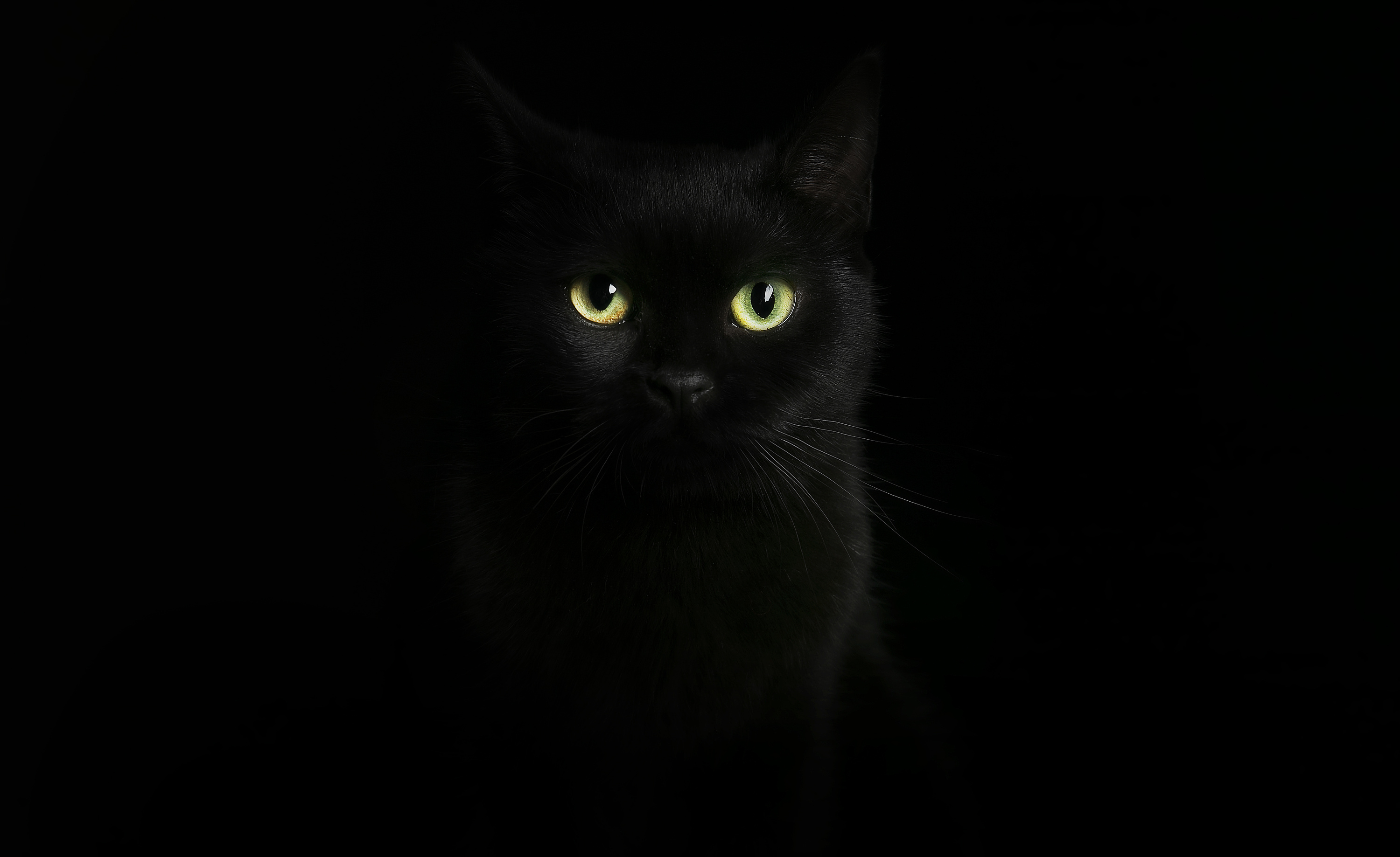 猫 猫的眼睛 眼睛 - Pixabay上的免费照片 - Pixabay