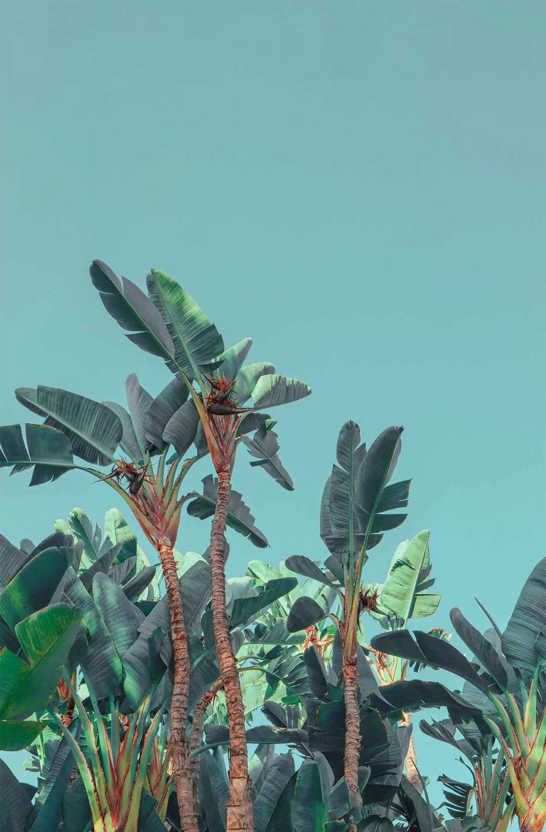 甜可酸的個(gè)人主頁（背景預(yù)覽） - 主頁背景設(shè)置 - 站酷設(shè)計(jì)師甜可酸原創(chuàng)素材 - 站酷ZCOOL