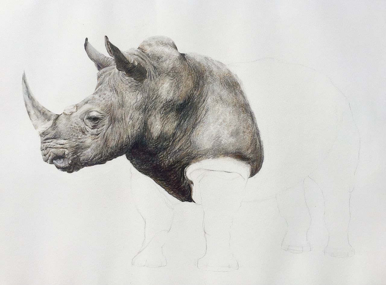 写实彩铅画『犀牛』
