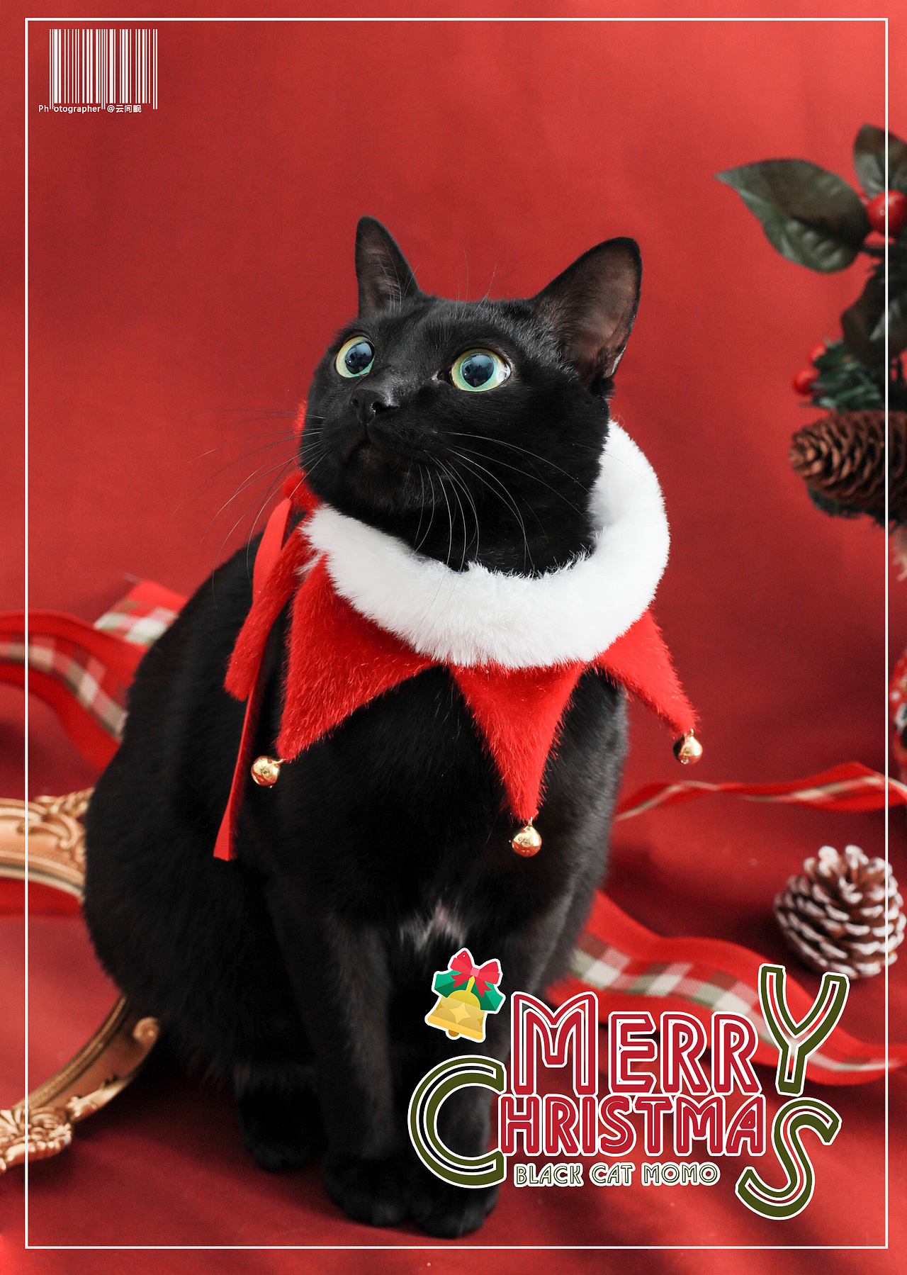 墨墨的万圣节 宠物猫咪圣诞写真