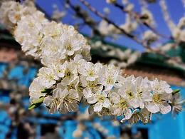 春暖花開(kāi)的伊寧六星街