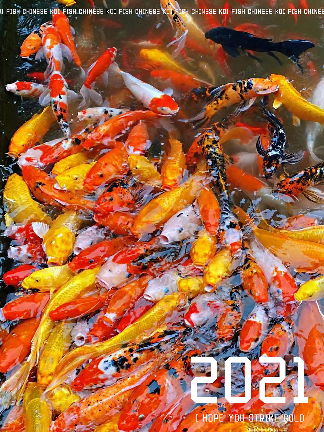 锦鲤（图ZMjgwOTE2MjE2） - 风光摄影 - 站酷设计师院院院原创素材 - 站酷ZCOOL