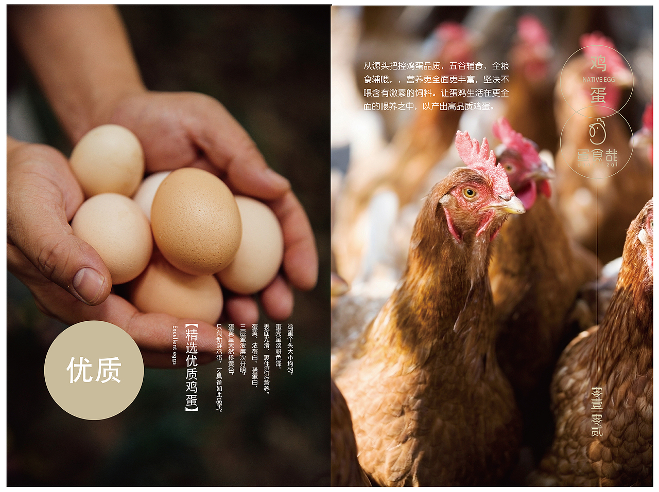土鸡蛋品牌画册（图ZMjEyNTU0NDYw） - 书籍/画册 - 站酷设计师政失原创素材 - 站酷ZCOOL