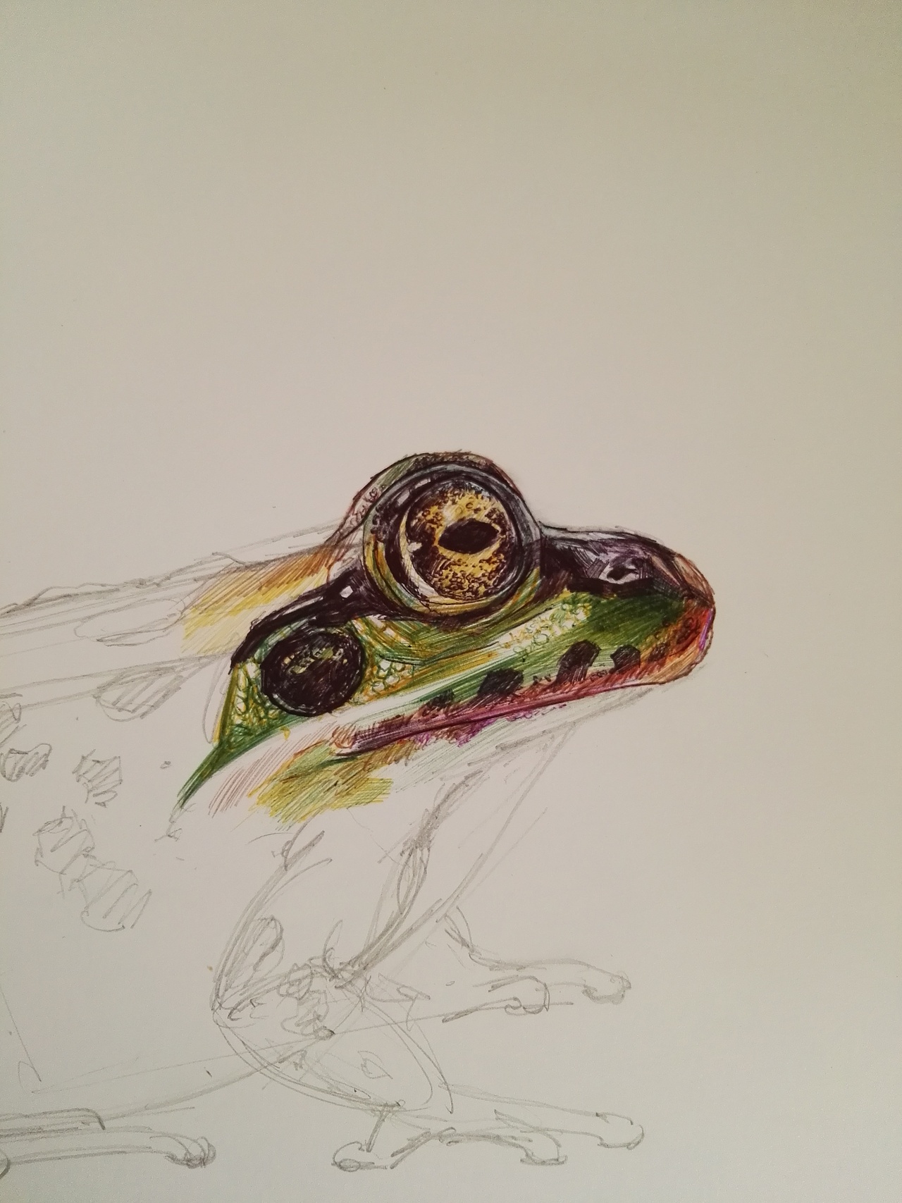 圆珠笔画的青蛙