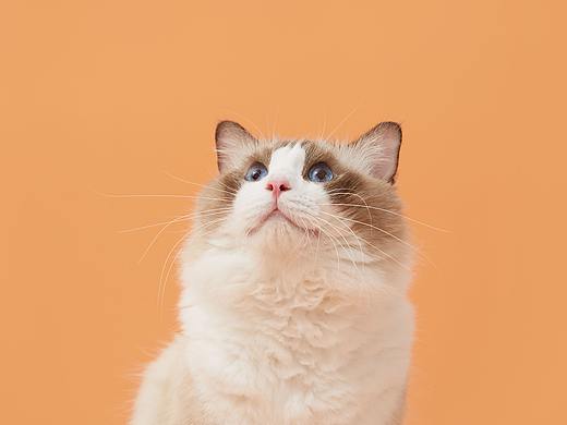 猫罐头丨KIVII视觉